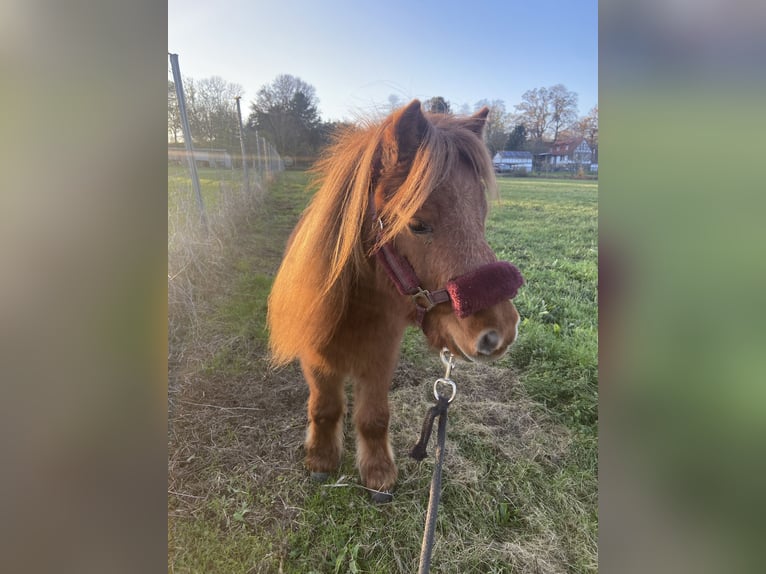 Mini Shetland Pony Mare 8 years Chestnut-Red in Gotha