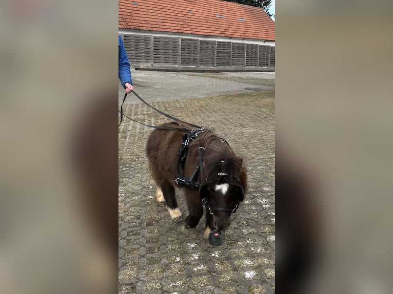 Mini Shetland Pony Mare 9 years 7 hh Black in Langerringen