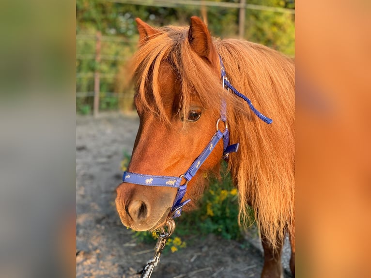 Mini Shetland Pony Mare 9 years 7,1 hh Chestnut-Red in Dallgow-D&#xF6;beritz