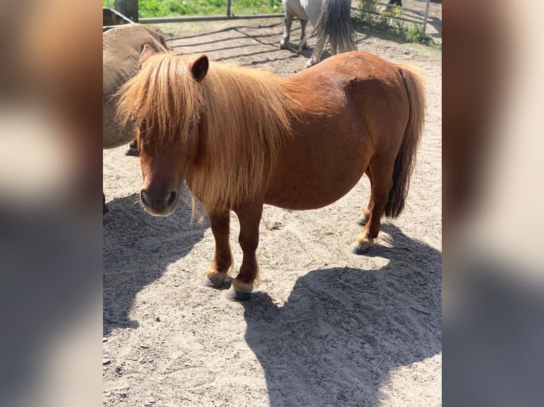 Mini Shetland Pony Mare 9 years 7,1 hh Chestnut-Red in Dallgow-D&#xF6;beritz