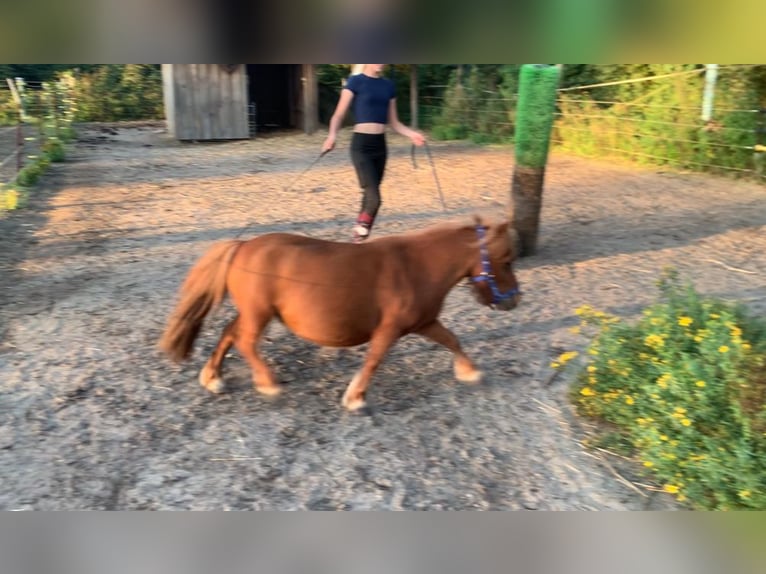 Mini Shetland Pony Mare 9 years 7,1 hh Chestnut-Red in Dallgow-D&#xF6;beritz