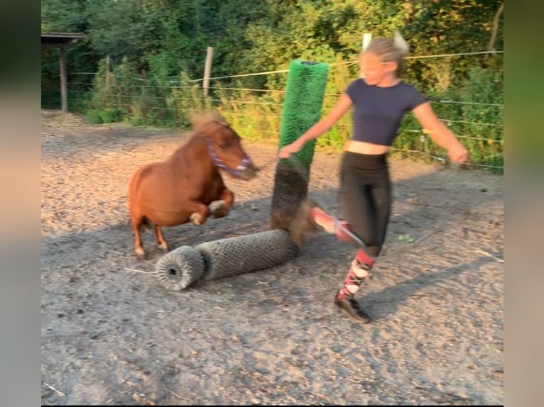 Mini Shetland Pony Mare 9 years 7,1 hh Chestnut-Red in Dallgow-D&#xF6;beritz
