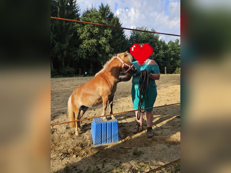 Mini Shetland Pony Mare 9 years 8,1 hh Chestnut-Red in St. Georgen am Ybbsfelde