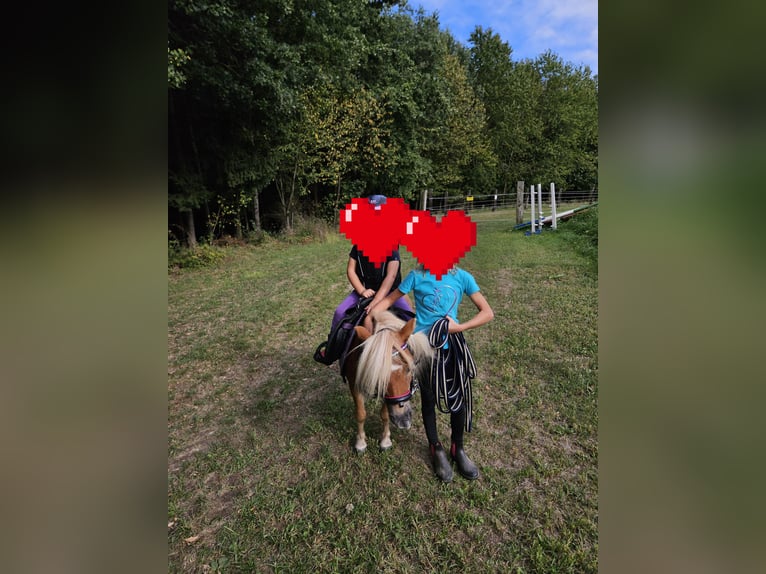 Mini Shetland Pony Mare 9 years 8,1 hh Chestnut-Red in St. Georgen am Ybbsfelde