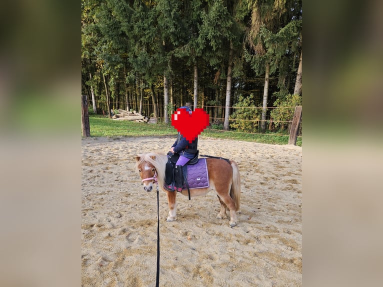 Mini Shetland Pony Mare 9 years 8,1 hh Chestnut-Red in St. Georgen am Ybbsfelde