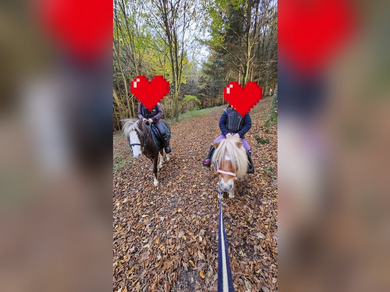 Mini Shetland Pony Mare 9 years 8,1 hh Chestnut-Red in St. Georgen am Ybbsfelde