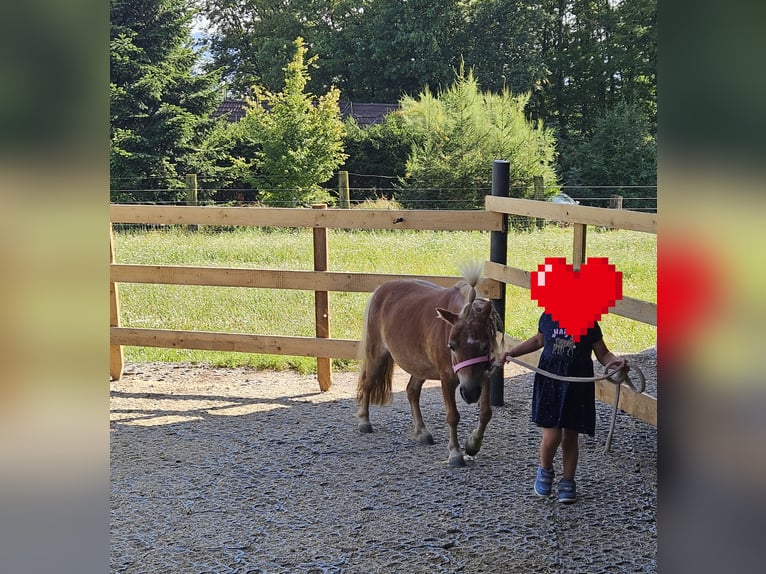 Mini Shetland Pony Mare 9 years 8,1 hh Chestnut-Red in St. Georgen am Ybbsfelde