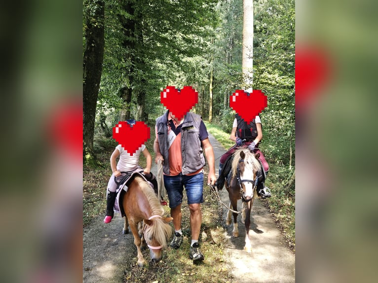Mini Shetland Pony Mare 9 years 8,1 hh Chestnut-Red in St. Georgen am Ybbsfelde
