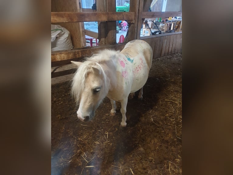 Mini Shetland Pony Mare 9 years 8,1 hh Palomino in Burgkunstadt