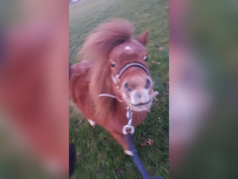 Mini Shetland Pony Mare 9 years 8,1 hh Pinto in Waldkirch