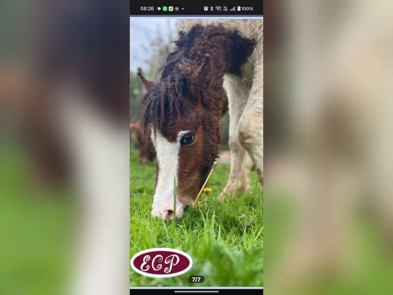 Mini Shetland Pony Mare 9 years 9.2 hh Leopard-Piebald in Heusden-Zolder