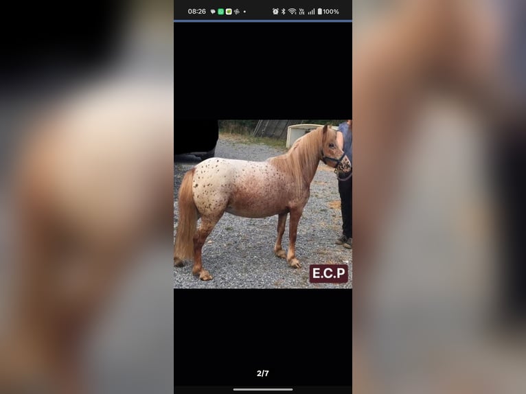 Mini Shetland Pony Mare 9 years 9.2 hh Leopard-Piebald in Heusden-Zolder