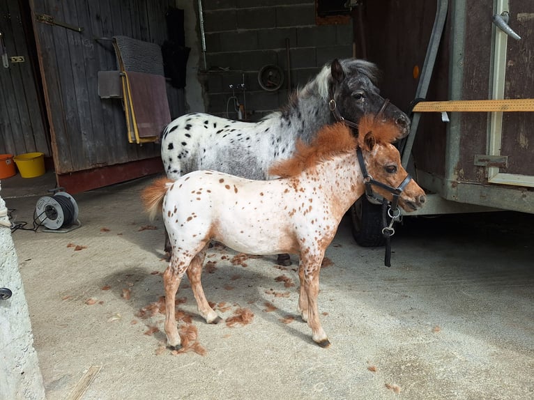 Mini Shetland Pony Mare Foal (04/2025) 5,3 hh Leopard-Piebald in Schemmerhofen