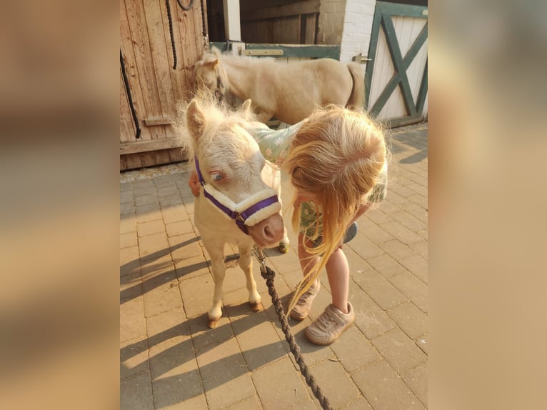 Mini Shetland Pony Mare Foal (05/2026) 7.3 hh Cremello in Winkel