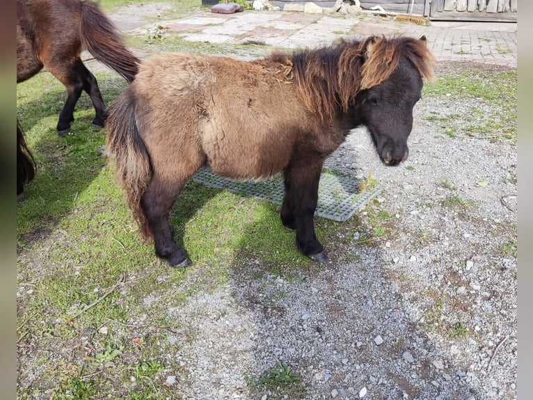 Mini Shetland Pony Mare Foal (04/2025) 7,3 hh Black in M&#xFC;hlhausen