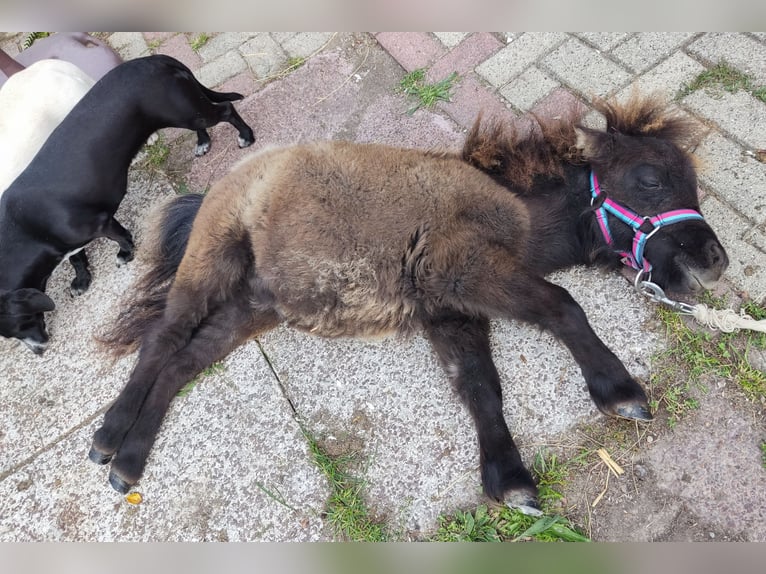 Mini Shetland Pony Mare Foal (04/2025) 7,3 hh Black in M&#xFC;hlhausen