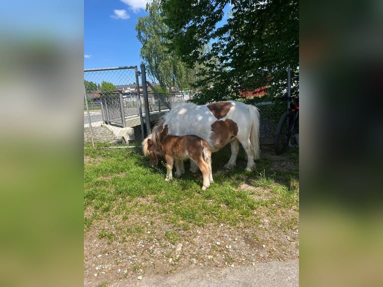 Mini Shetland Pony Mare Foal (01/2025) 7,3 hh Brown Falb mold in Mietingen