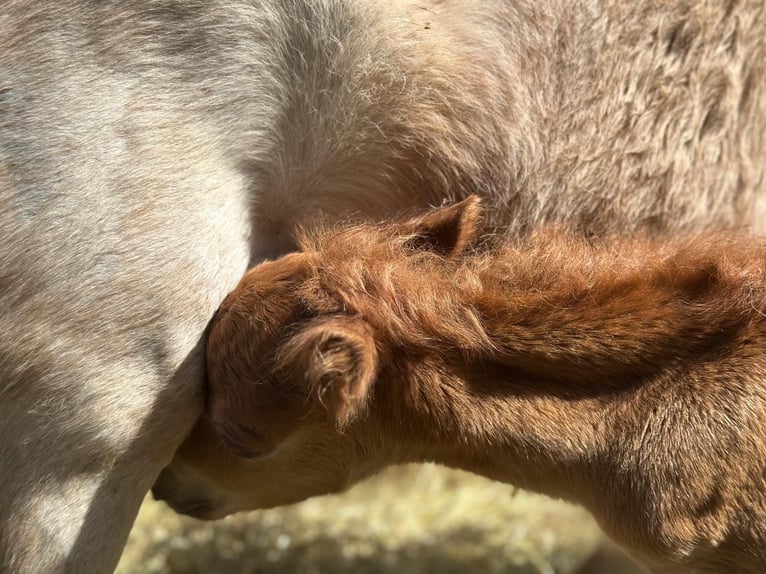 Mini Shetland Pony Mare Foal (06/2025) 7,3 hh Chestnut-Red in Gau Bickelheim