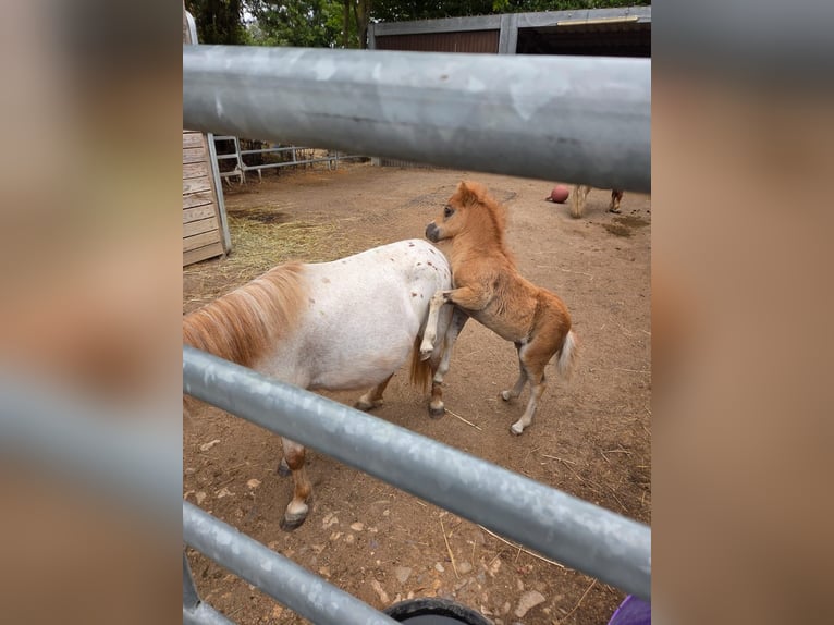 Mini Shetland Pony Mare Foal (06/2025) 7,3 hh Chestnut-Red in Gau Bickelheim