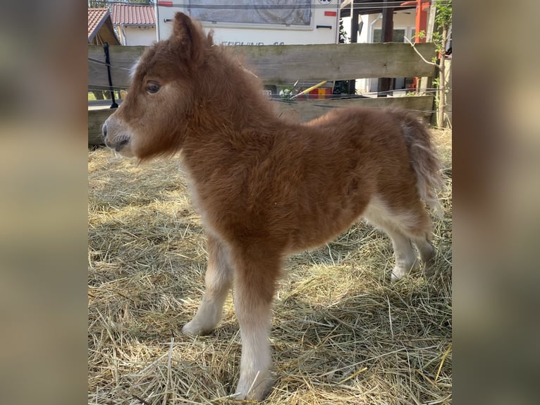 Mini Shetland Pony Mare Foal (04/2025) 8 hh Chestnut-Red in K&#xF6;nigsberg in Bayern