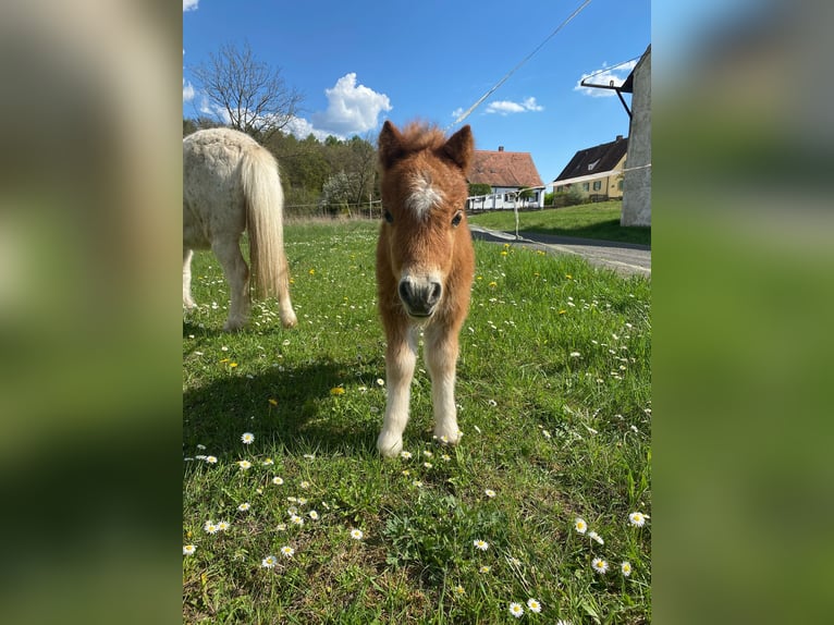 Mini Shetland Pony Mare Foal (04/2025) 8 hh Chestnut-Red in K&#xF6;nigsberg in Bayern