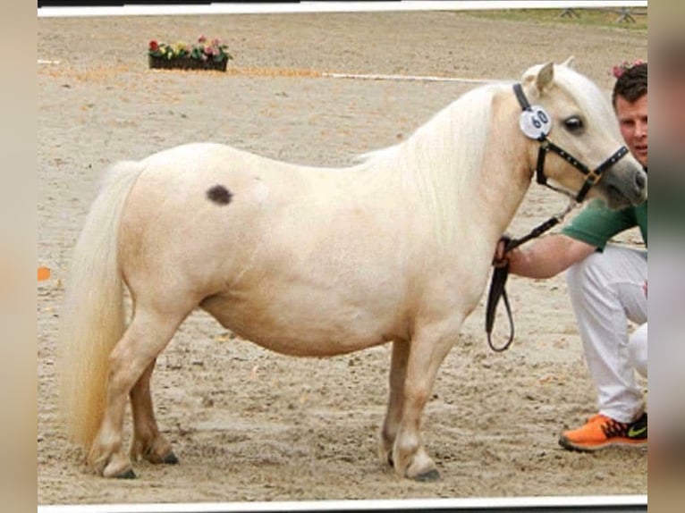 Mini Shetland Pony Mare Foal (04/2025) 8 hh Chestnut-Red in K&#xF6;nigsberg in Bayern