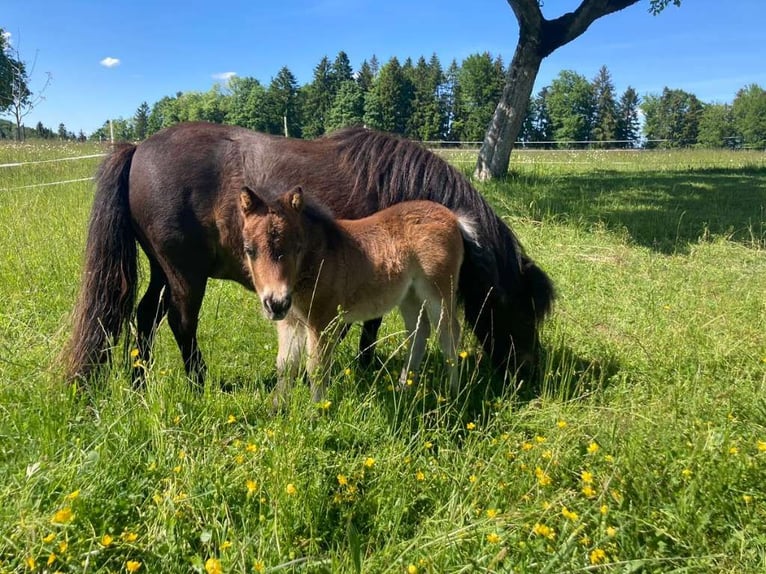 Mini Shetland Pony Mare Foal (04/2025) 8,1 hh Pinto in Eugendorf