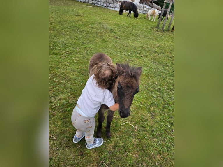 Mini Shetland Pony Mare Foal (04/2025) 8,1 hh Pinto in Eugendorf