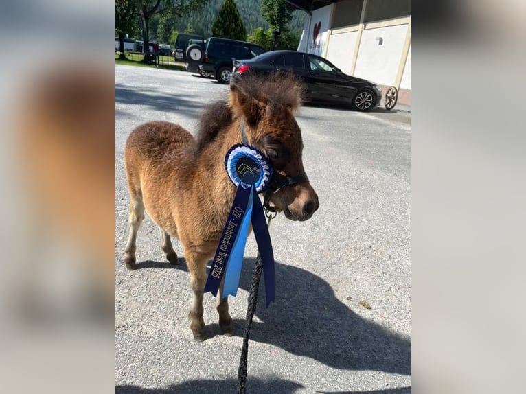 Mini Shetland Pony Mare Foal (04/2025) 8,1 hh Pinto in Eugendorf