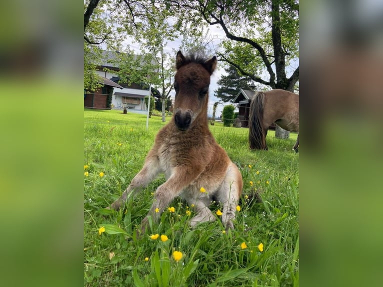 Mini Shetland Pony Mare Foal (04/2025) 8,1 hh Pinto in Eugendorf