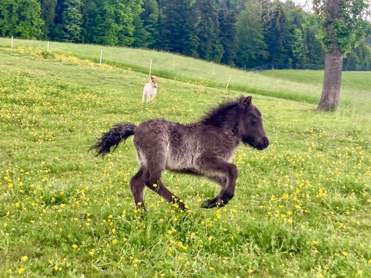 Mini Shetland Pony Mare Foal (04/2025) 8,1 hh Pinto in Eugendorf