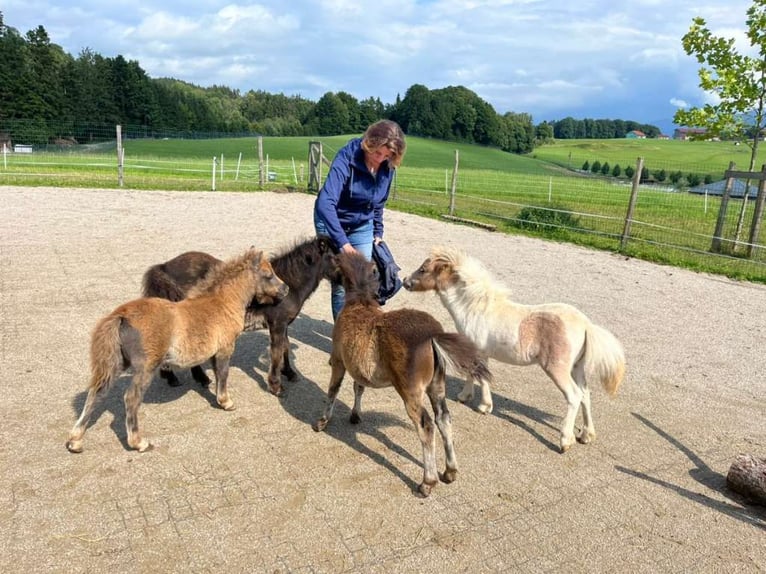 Mini Shetland Pony Mare Foal (04/2025) 8,1 hh Pinto in Eugendorf