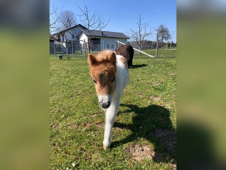 Mini Shetland Pony Mare Foal (04/2025) 8,1 hh Pinto in Eugendorf