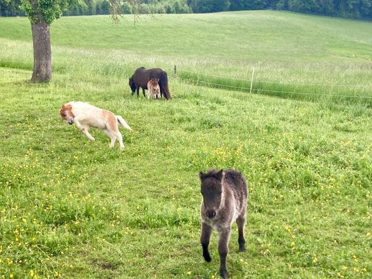 Mini Shetland Pony Mare Foal (04/2025) 8,1 hh Pinto in Eugendorf