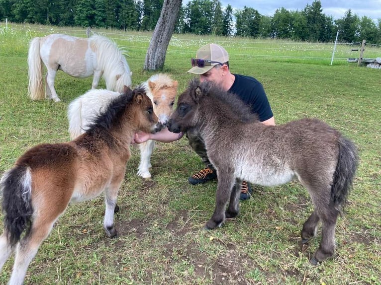 Mini Shetland Pony Mare Foal (04/2025) 8,1 hh Pinto in Eugendorf