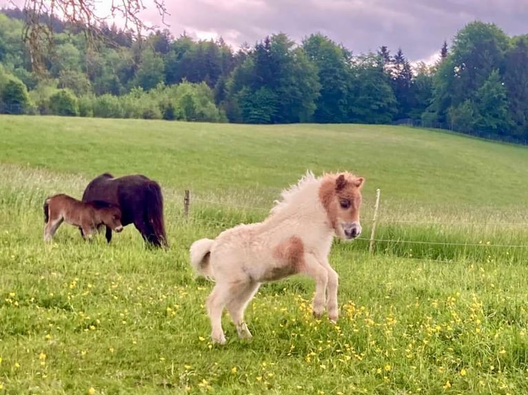 Mini Shetland Pony Mare Foal (04/2025) 8,1 hh Pinto in Eugendorf