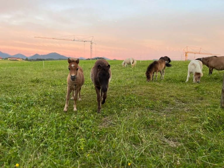 Mini Shetland Pony Mare Foal (04/2025) 8,1 hh Pinto in Eugendorf