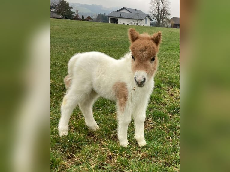 Mini Shetland Pony Mare Foal (04/2025) 8,1 hh Pinto in Eugendorf