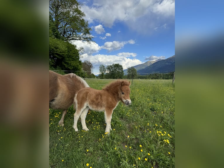 Mini Shetland Pony Mare Foal (04/2025) Chestnut-Red in Dellach