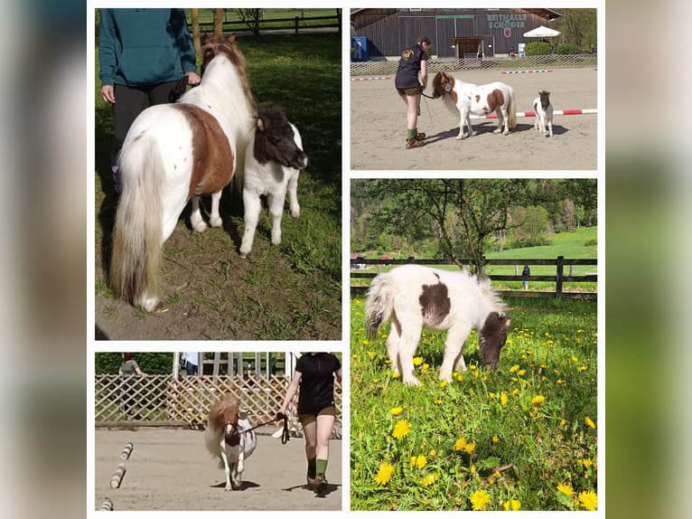 Mini Shetland Pony Mare Foal (01/2024) in St.Georgen am Kreischberg