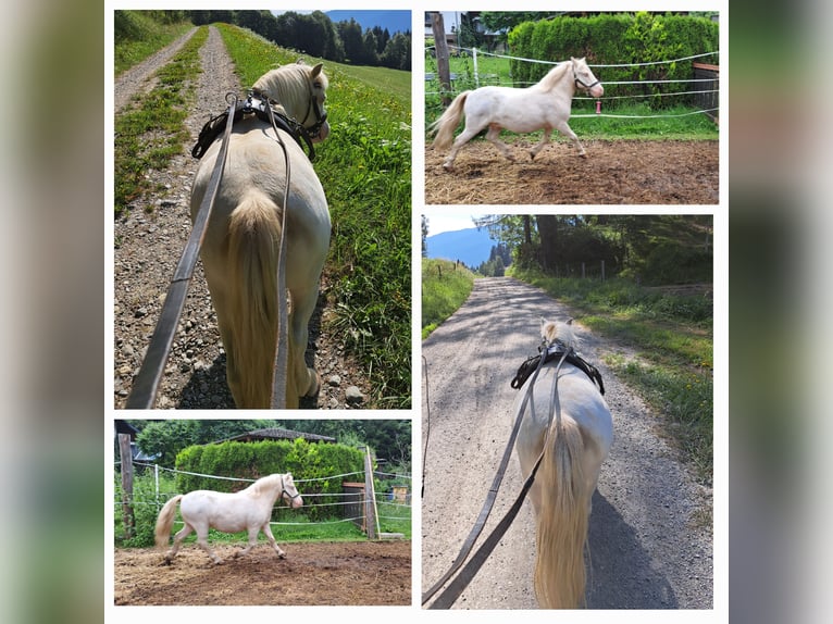 Mini Shetland Pony Mare Foal (01/2024) in St.Georgen am Kreischberg