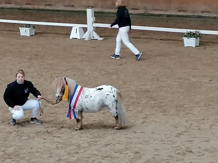 Mini Shetland Pony Merrie 10 Jaar 79 cm Cremello in Schönwalde am BungsbergSchönwalde