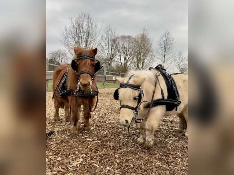 Mini Shetland Pony Merrie 10 Jaar 82 cm in Schorndorf