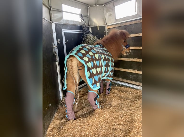 Mini Shetland Pony Merrie 10 Jaar 82 cm in Schorndorf