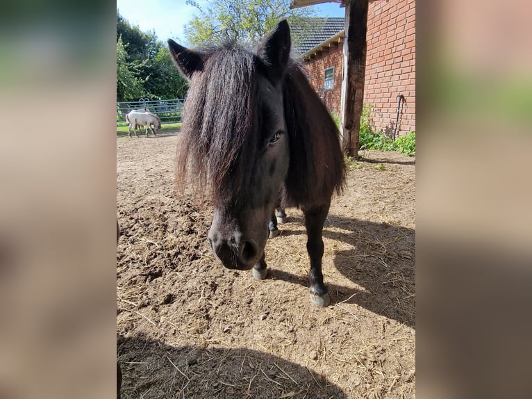 Mini Shetland Pony Merrie 10 Jaar 85 cm Zwart in Rheinberg