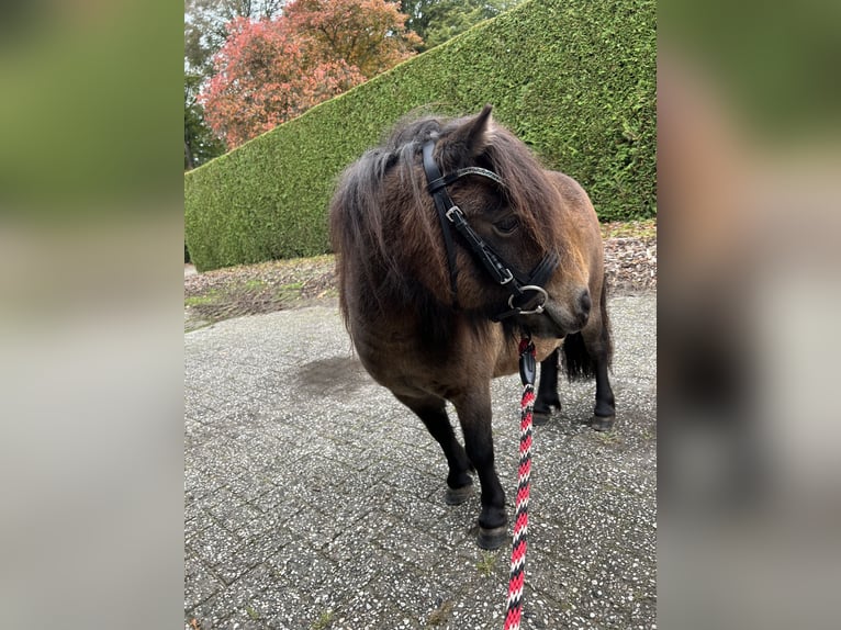 Mini Shetland Pony Merrie 10 Jaar 86 cm Donkerbruin in Haselünne