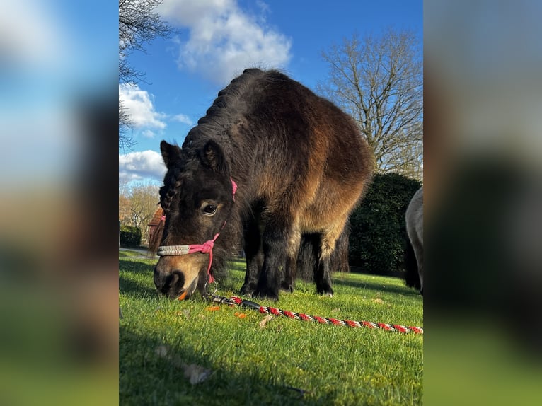 Mini Shetland Pony Merrie 10 Jaar 86 cm Donkerbruin in Haselünne