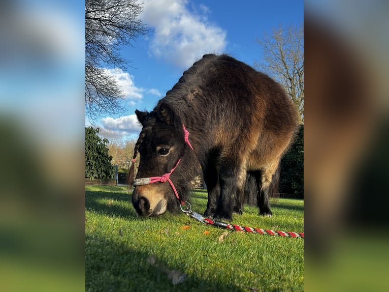 Mini Shetland Pony Merrie 10 Jaar 86 cm Donkerbruin in Haselünne