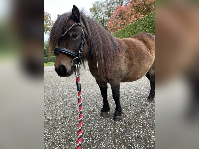 Mini Shetland Pony Merrie 10 Jaar 86 cm Donkerbruin in Haselünne