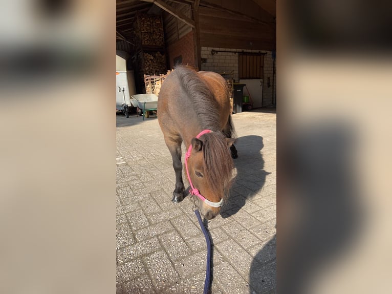 Mini Shetland Pony Merrie 10 Jaar 86 cm Donkerbruin in Haselünne